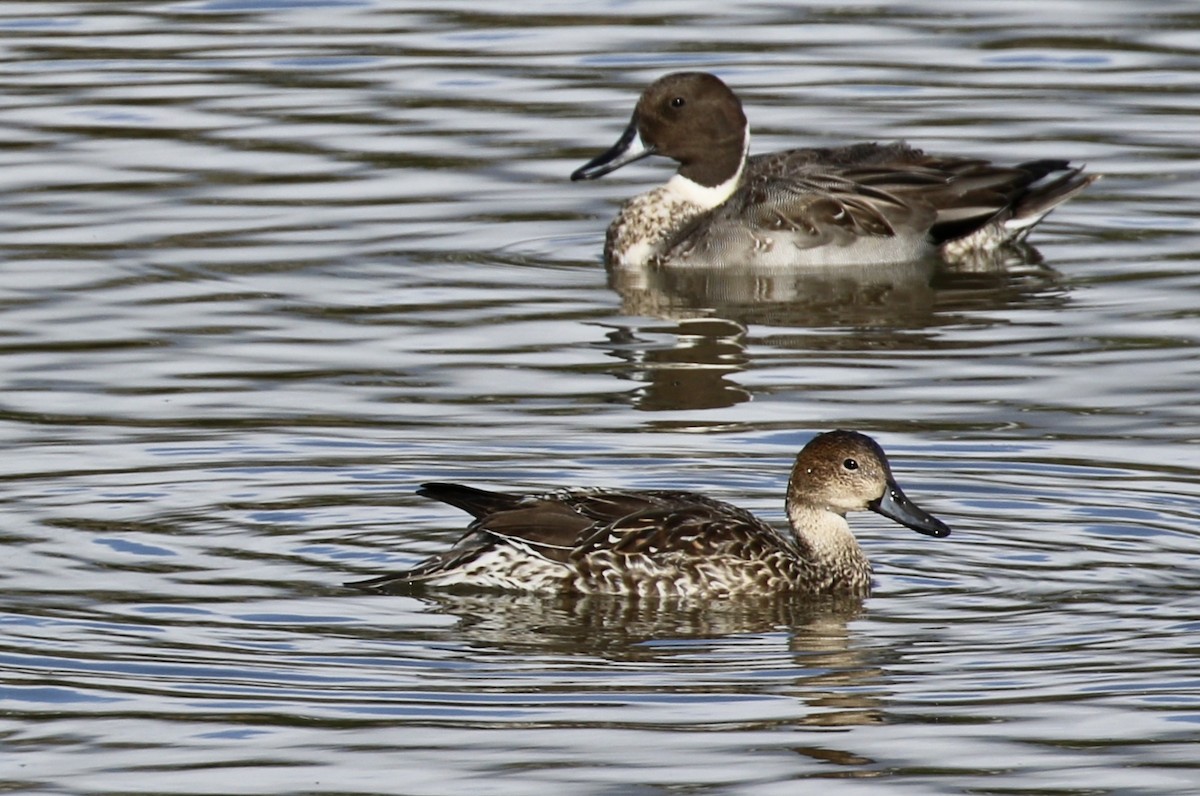 Northern Pintail - Brook OConnor