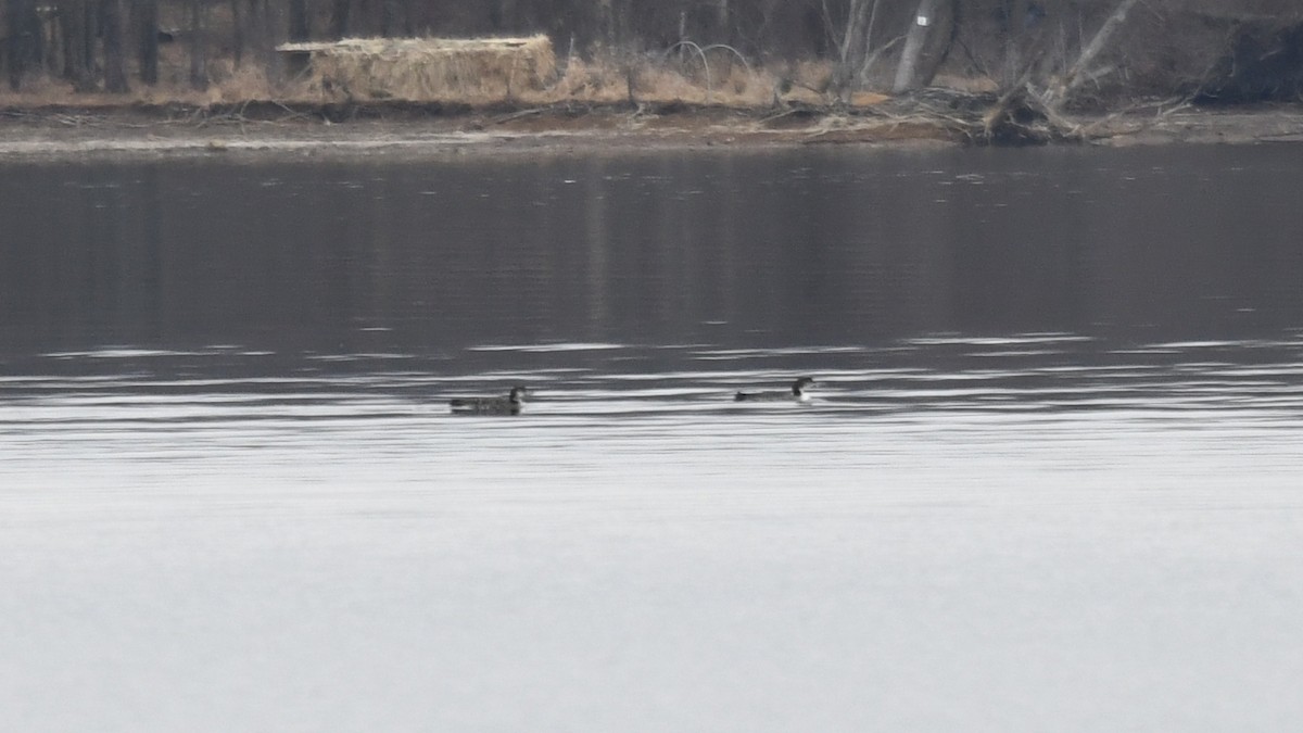 eBird Checklist 12 Jan 2020 Alum Creek SPSailing Club Access 9