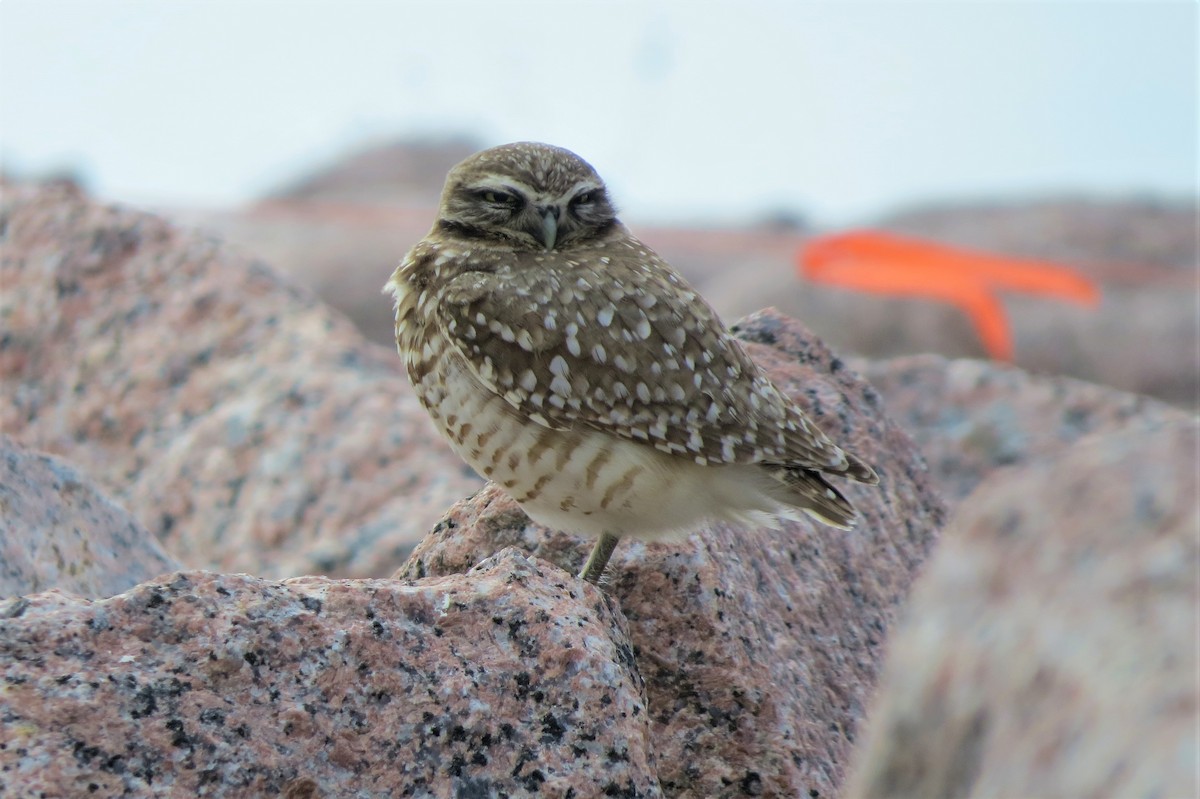 Burrowing Owl - ML198989111