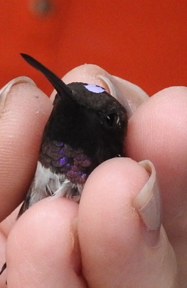 Black-chinned Hummingbird - ML198997591