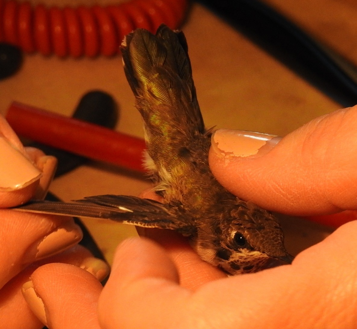 Black-chinned Hummingbird - ML198998051
