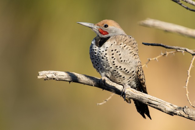 Possible confusion species: Gilded Flicker (<em class="SciName notranslate">Colaptes chrysoides</em>). - Gilded Flicker - 