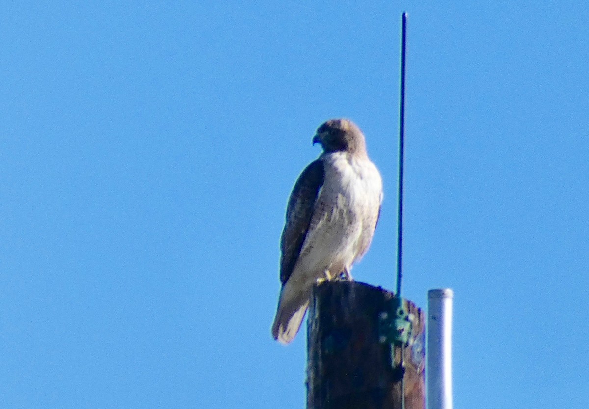 Red-tailed Hawk - ML199006971