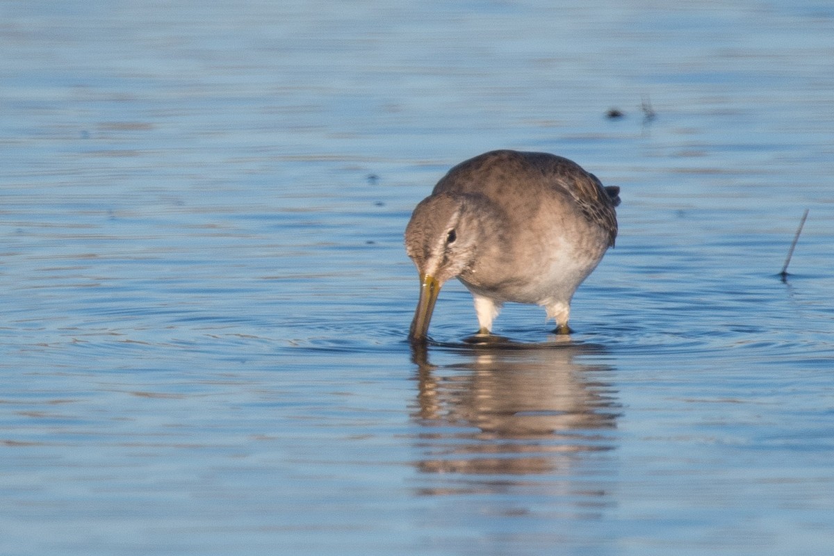 Long-billed Dowitcher - ML199009041