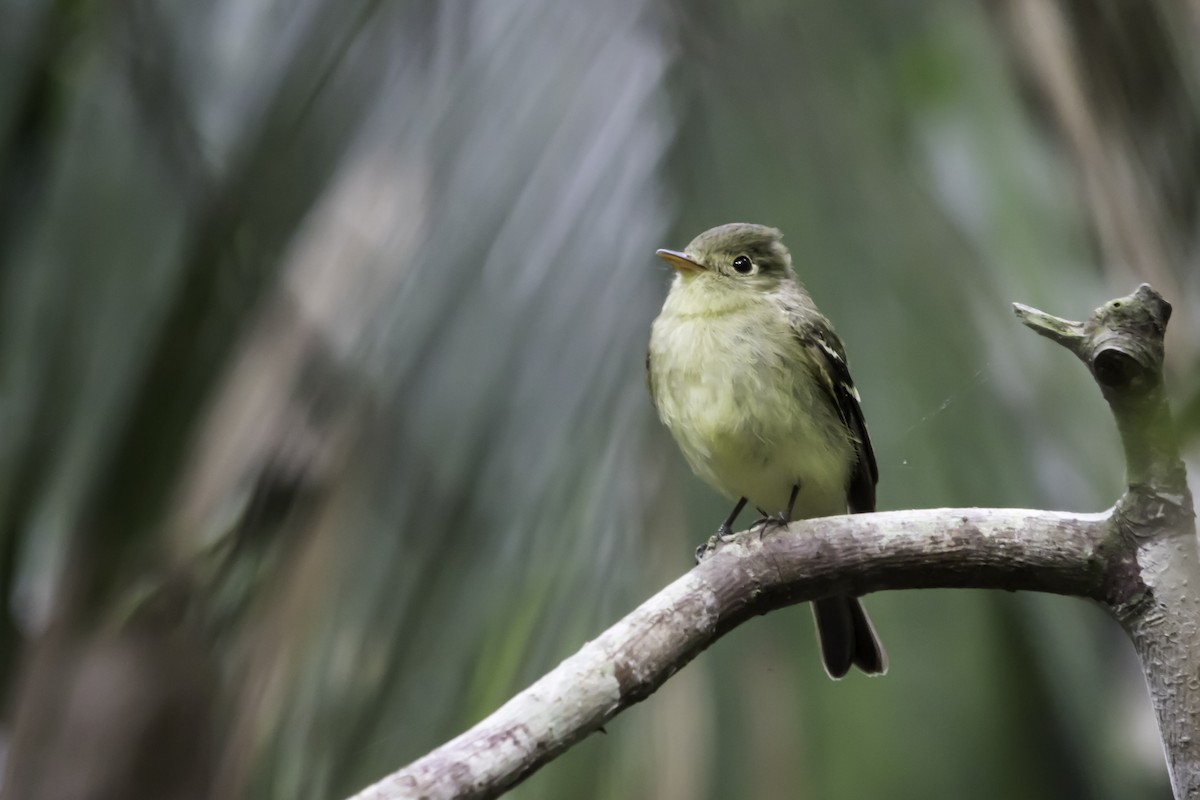 Yellow-bellied Flycatcher - Jorge Eduardo Ruano