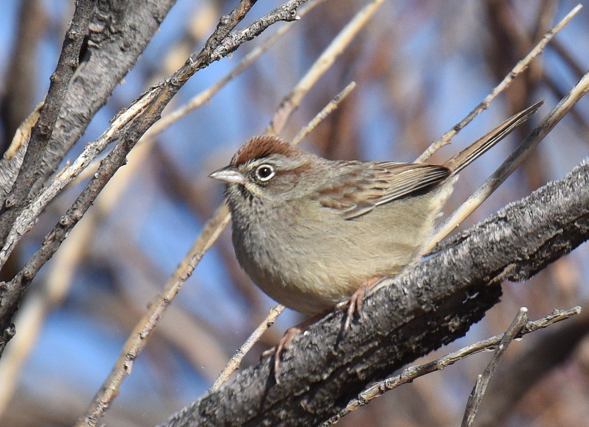 Rufous-crowned Sparrow - ML199020781