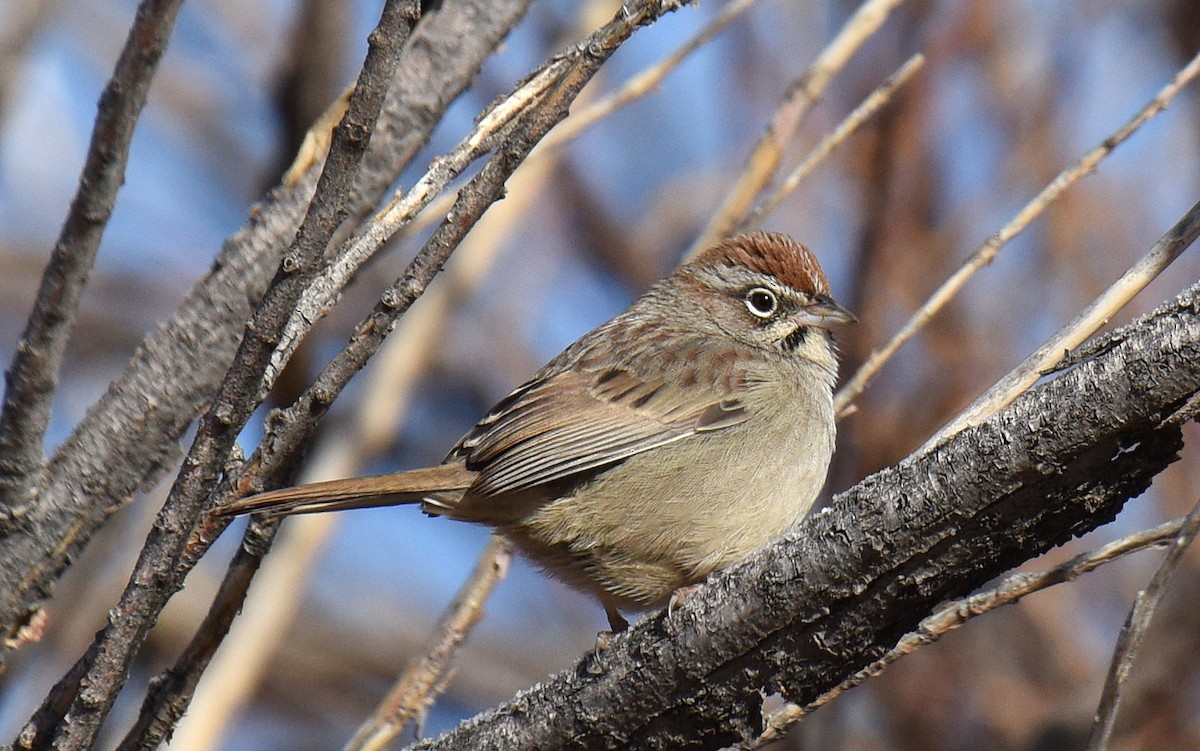 Rufous-crowned Sparrow - ML199020791