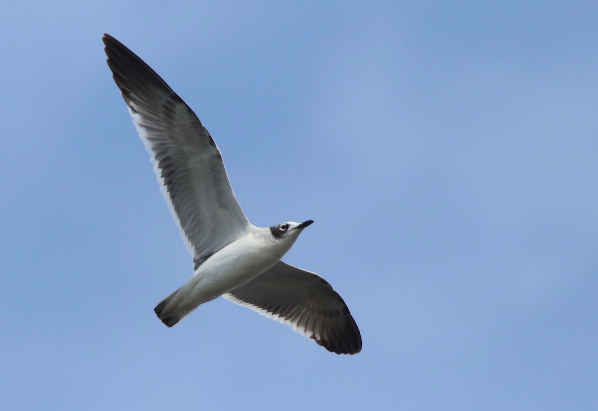 Franklin's Gull - Andre Moncrieff