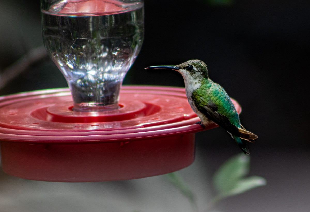 Ruby-throated Hummingbird - ML199021721