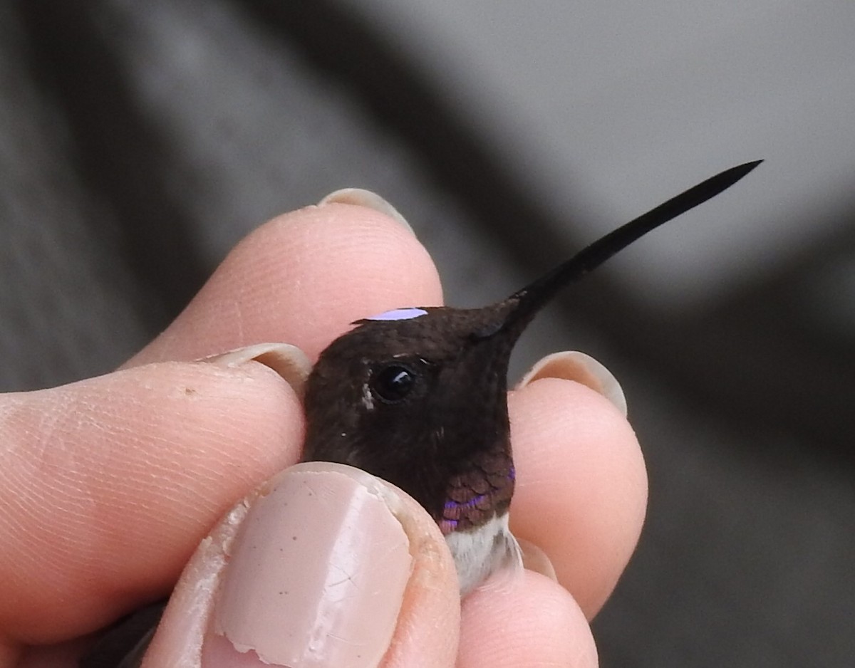 Black-chinned Hummingbird - ML199022001