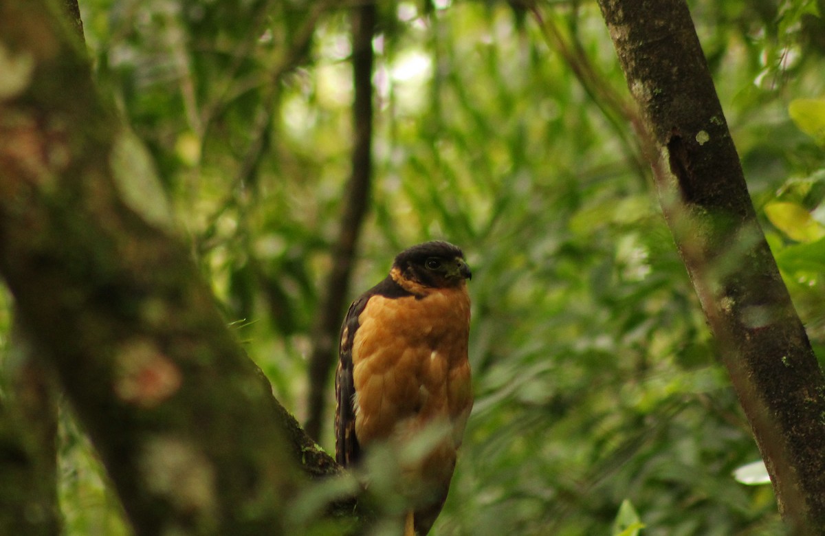 Collared Forest-Falcon - Murilo Vicente