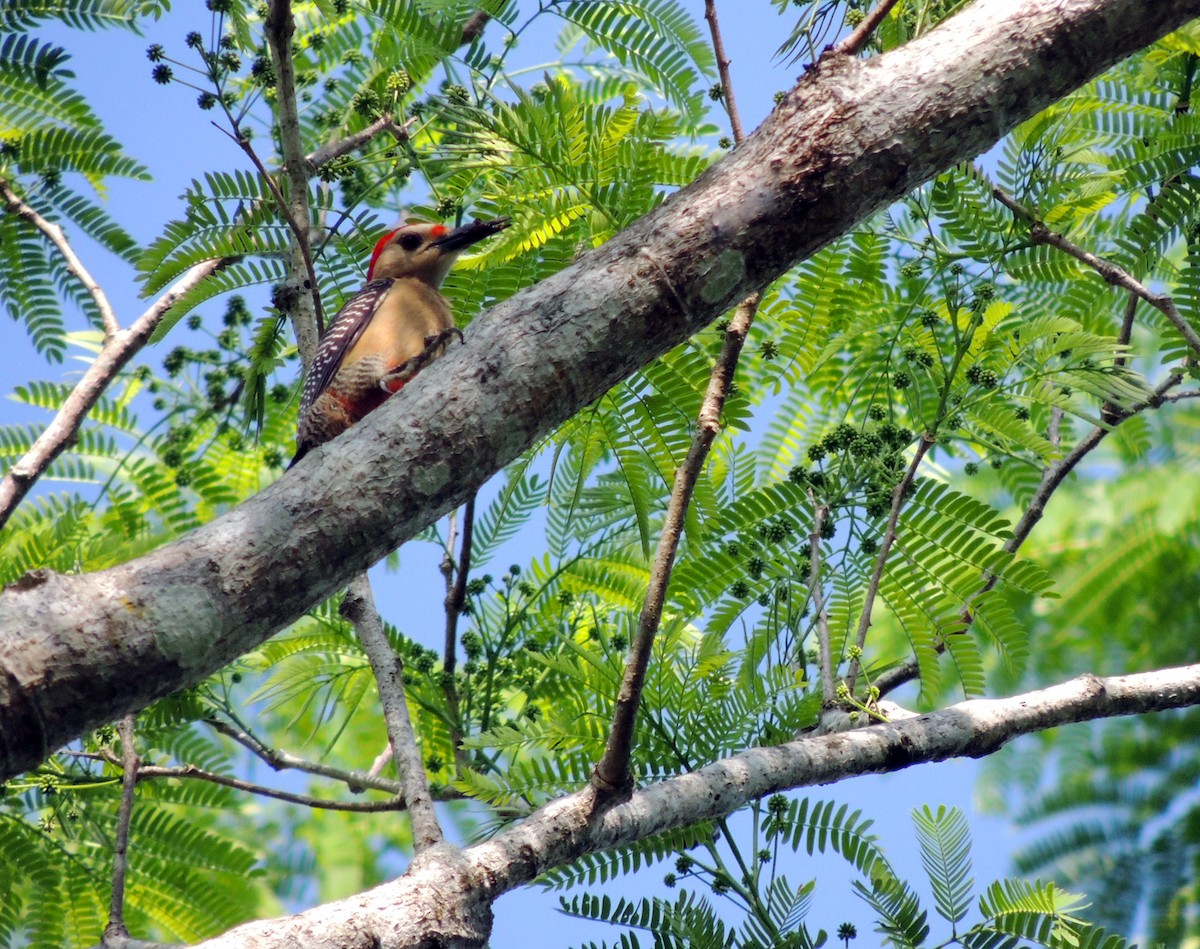 Golden-fronted Woodpecker - ML199035461