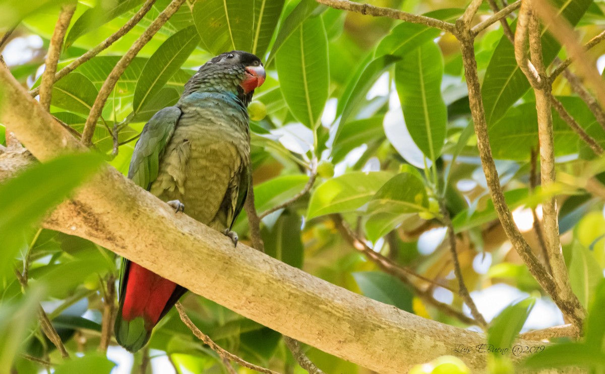 Red-billed Parrot - LUIS ENRIQUE BUENO