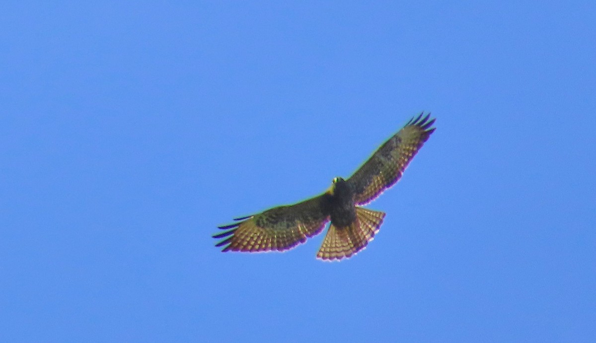 Short-tailed Hawk - ML199036661