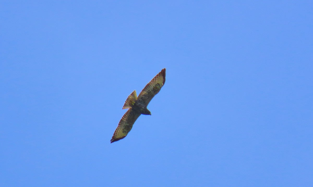 Short-tailed Hawk - ML199036691