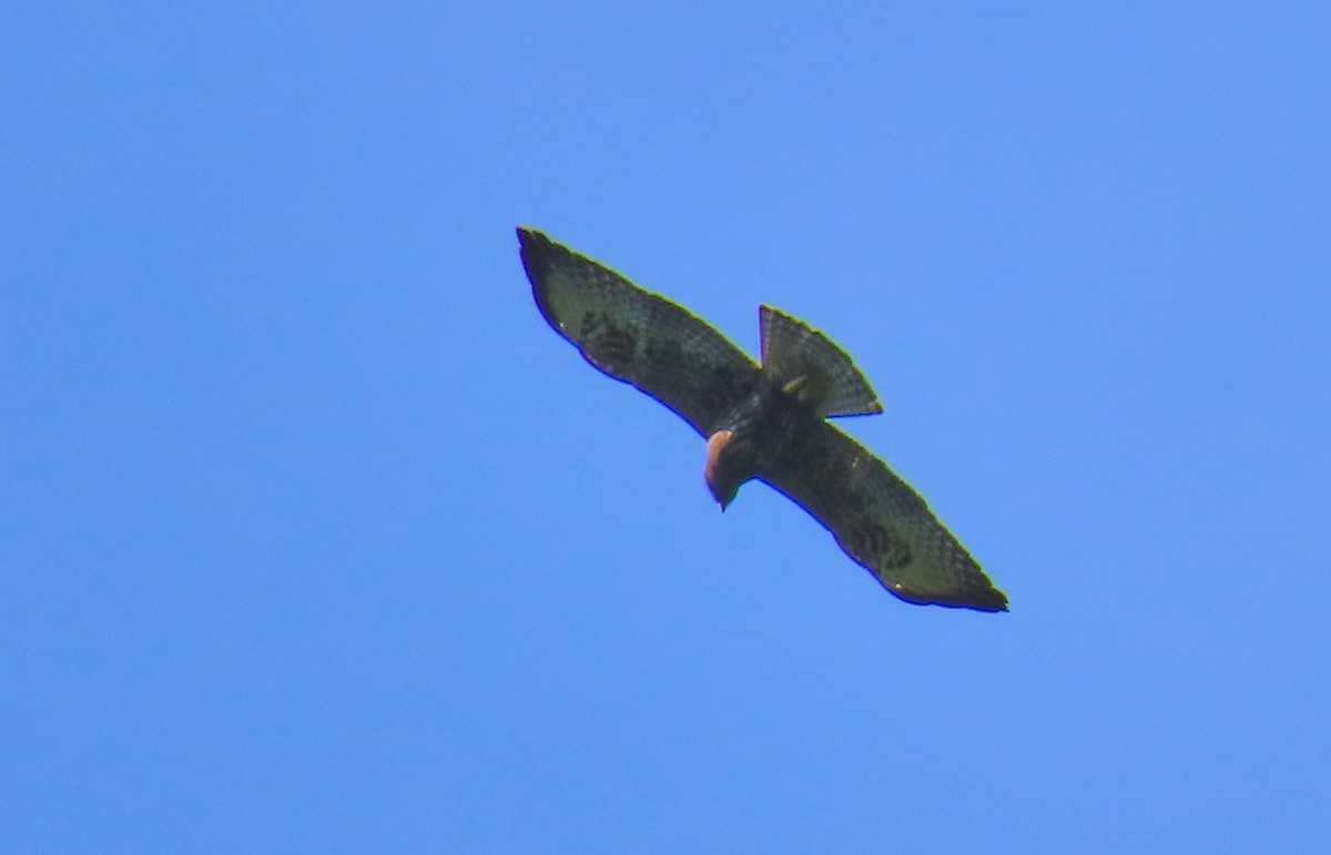 Short-tailed Hawk - Denilson  Ordoñez
