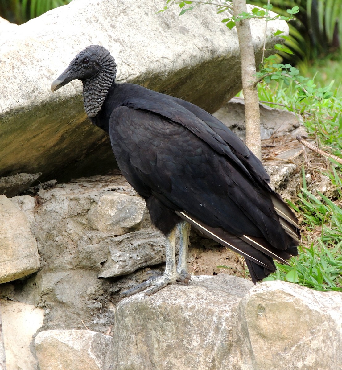 Black Vulture - ML199038521