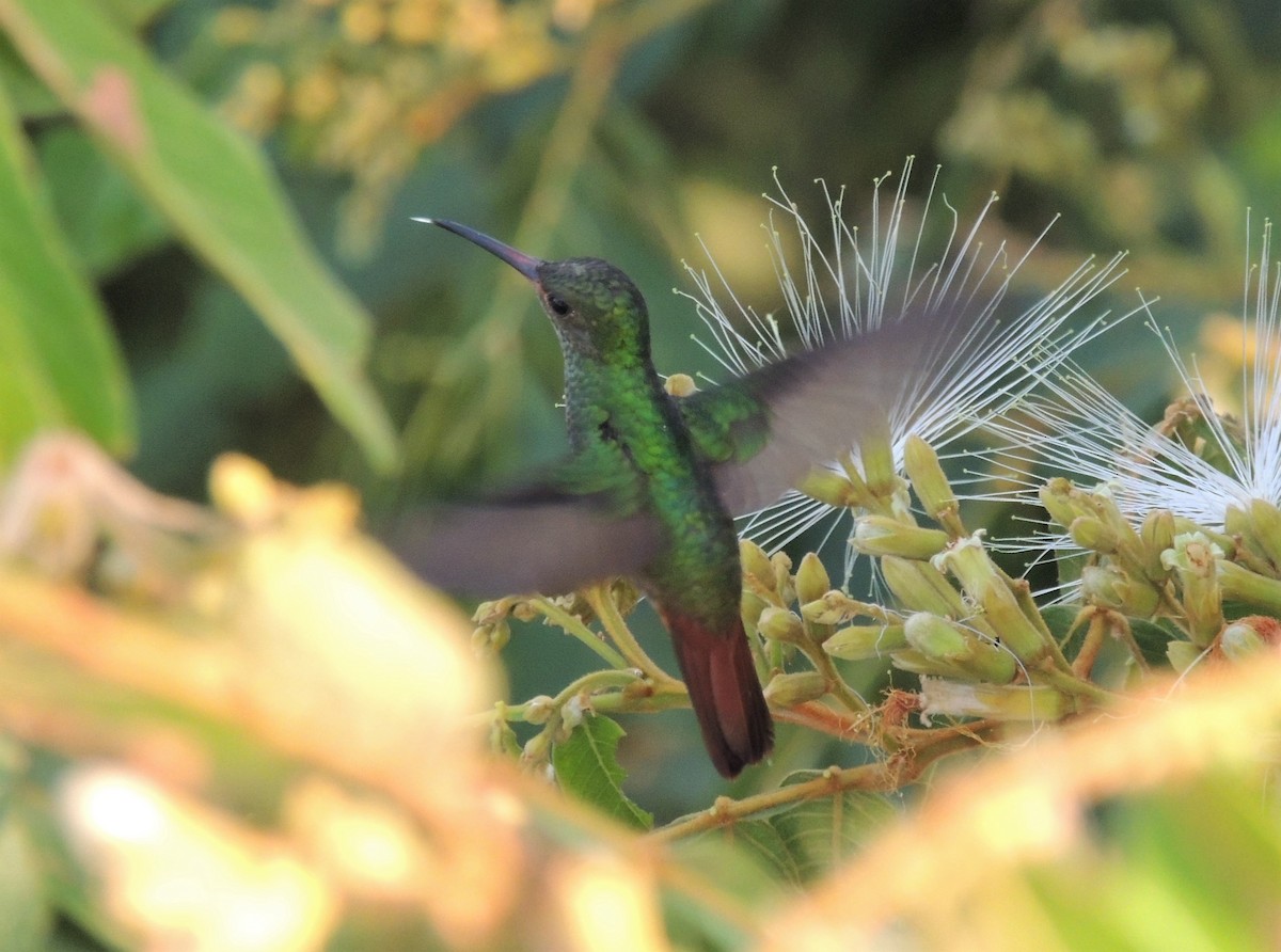 Rufous-tailed Hummingbird - Araks Ohanyan