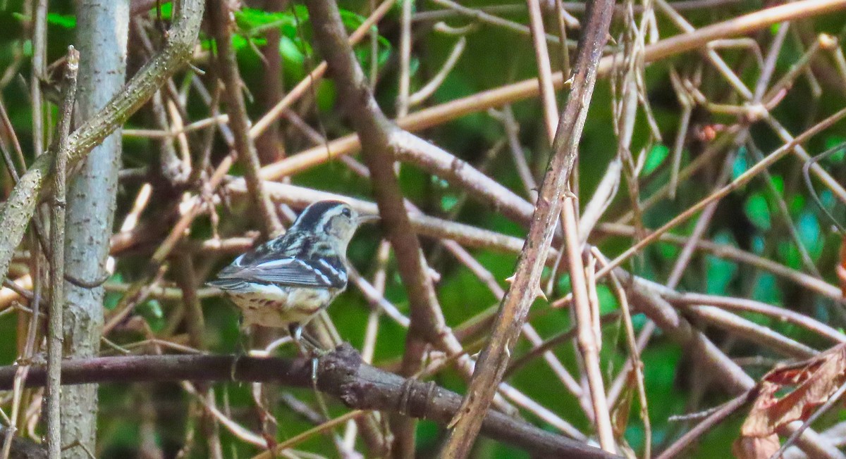 Black-and-white Warbler - ML199044621