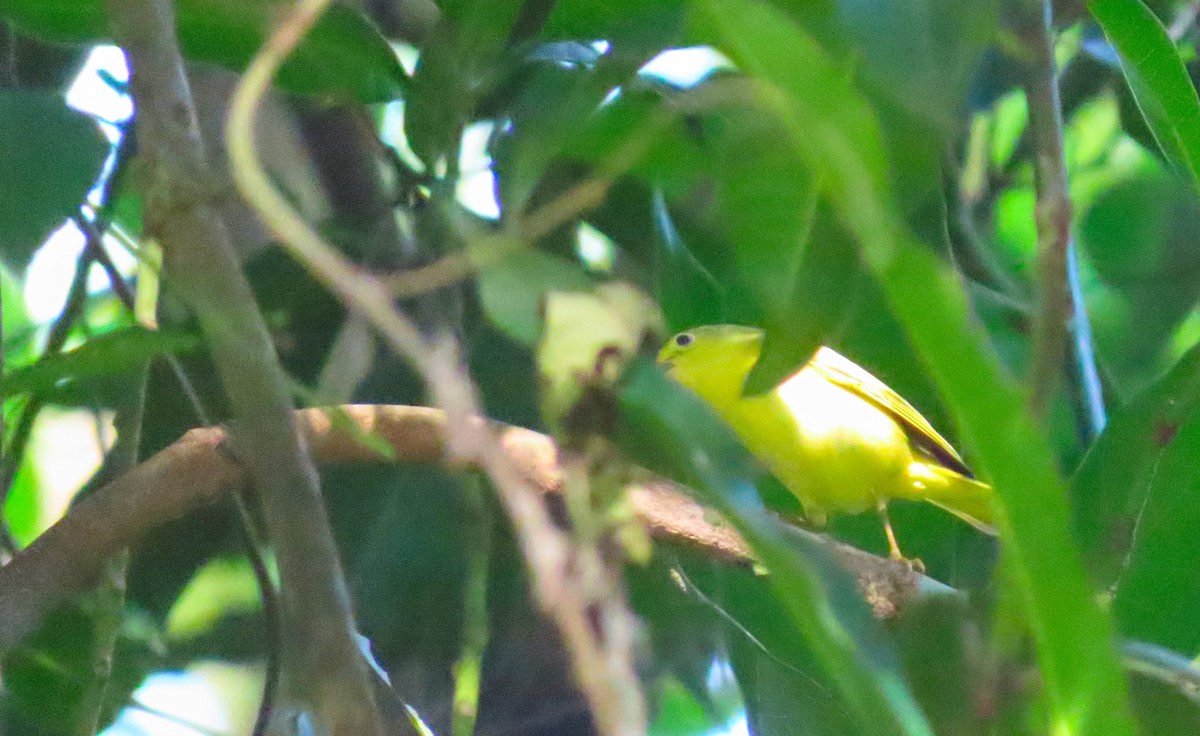 Yellow Warbler (Northern) - ML199044761