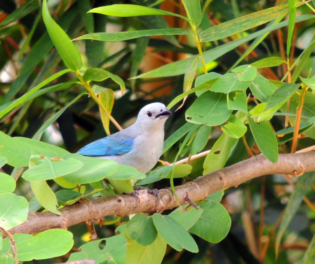 Blue-gray Tanager - ML199045451
