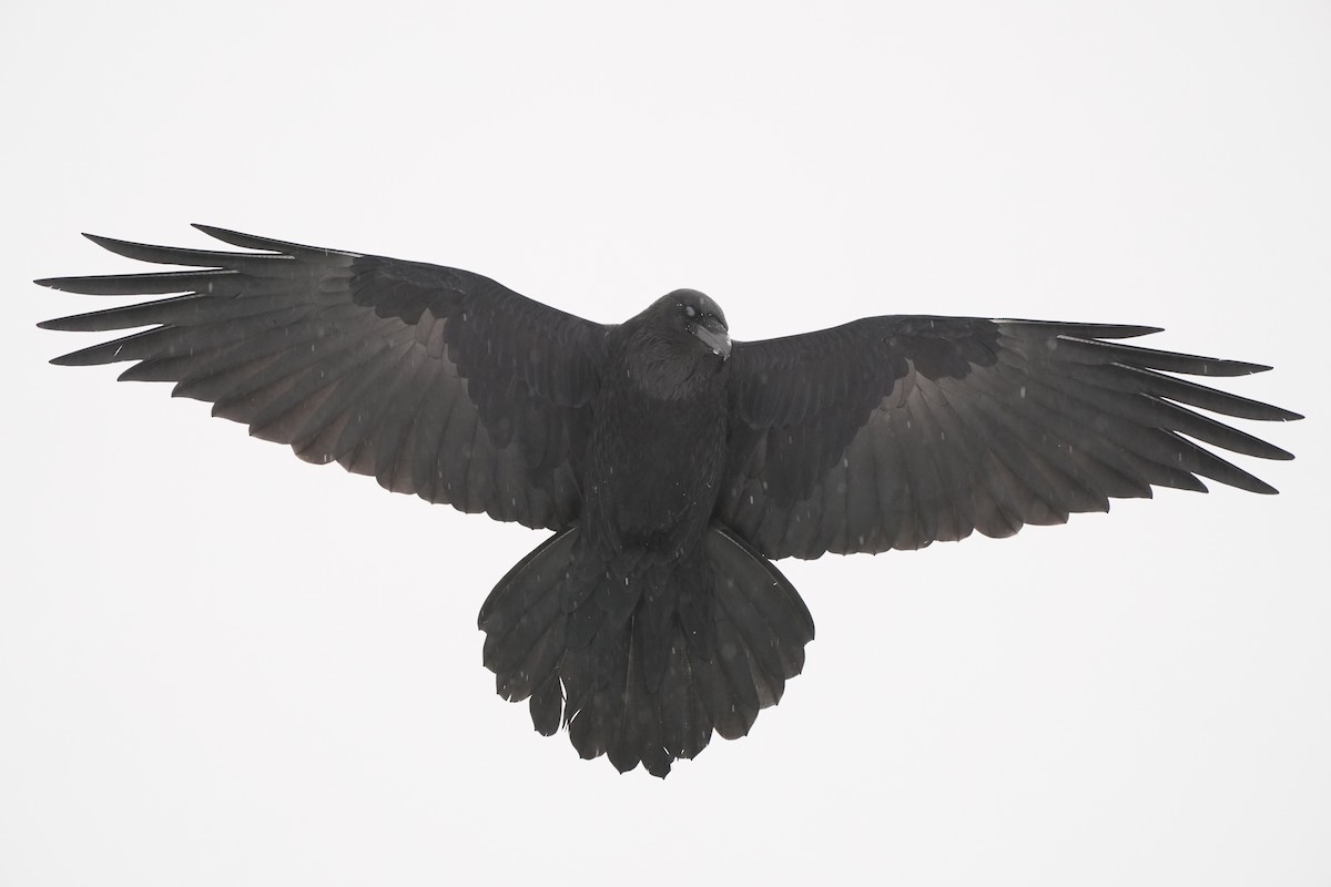 Common Raven - ML199045481