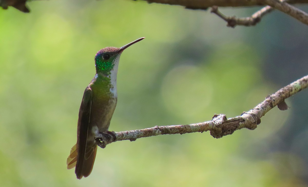 Azure-crowned Hummingbird - ML199046971
