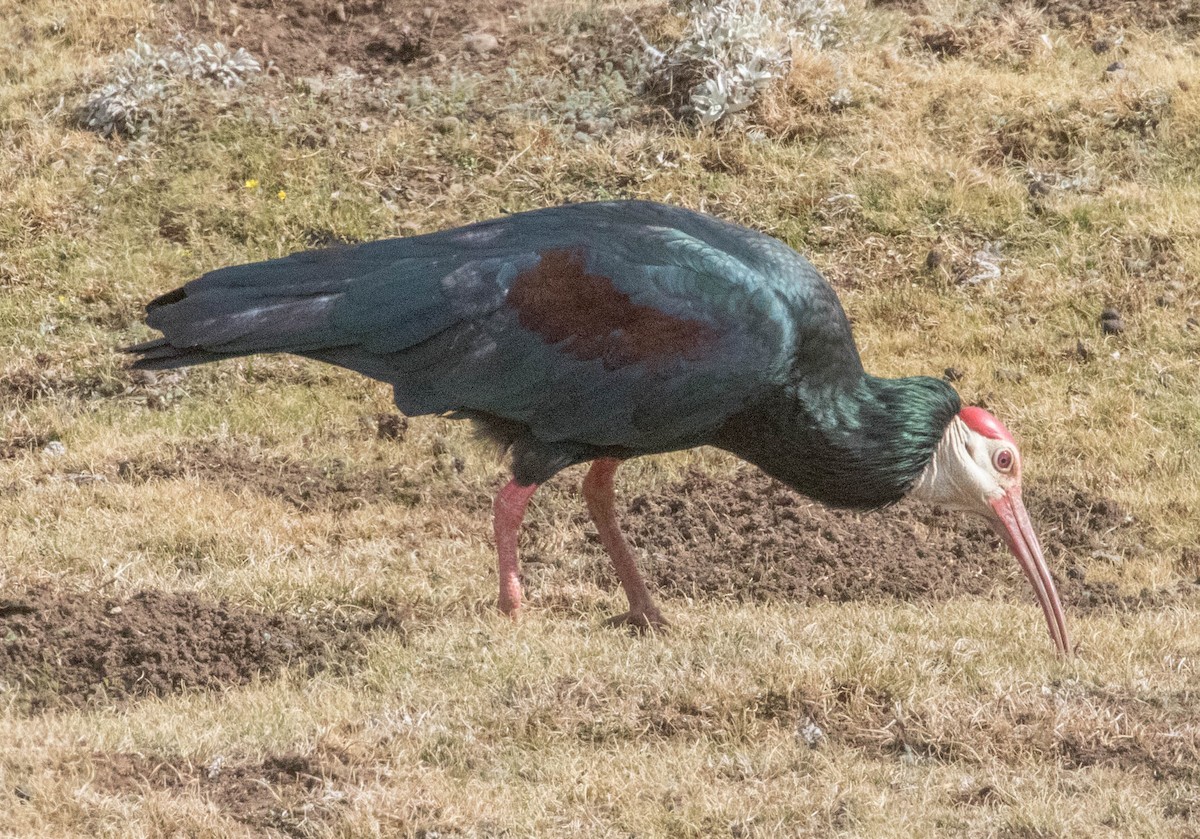 ibis jihoafrický - ML199047231