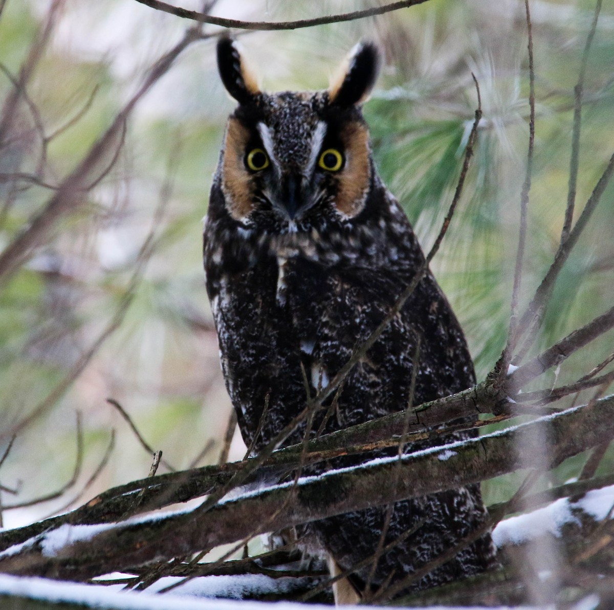 Long-eared Owl - Judy Bergman