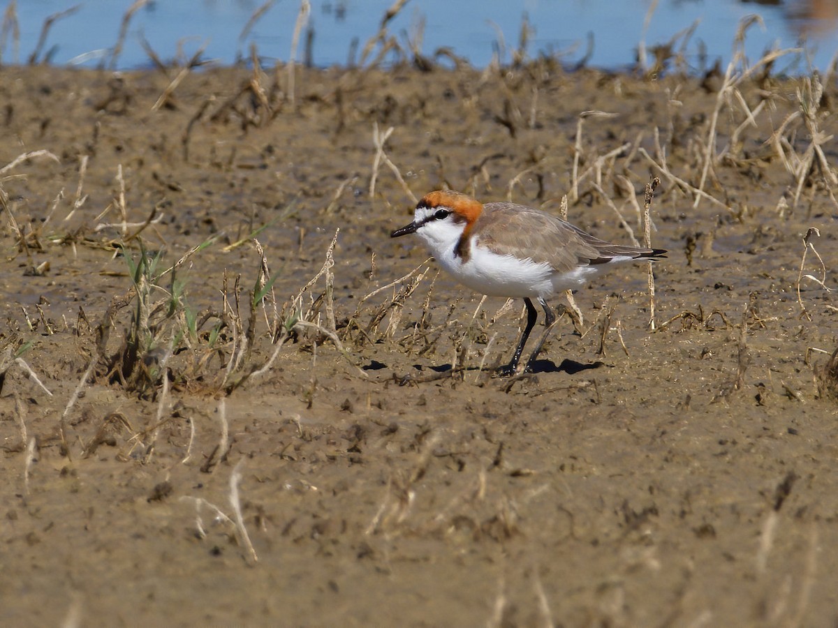 Red-capped Plover - ML199055841