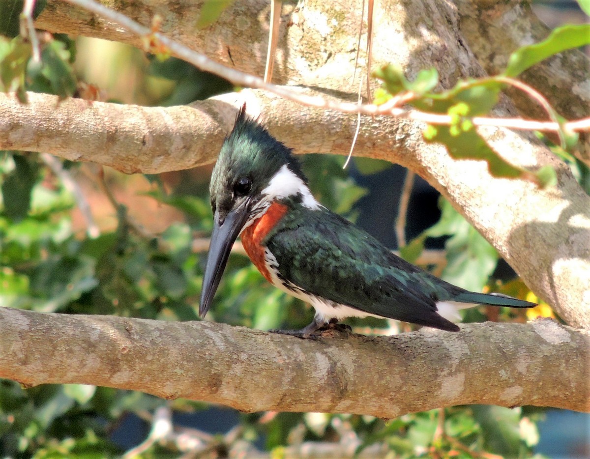 Amazon Kingfisher - Araks Ohanyan