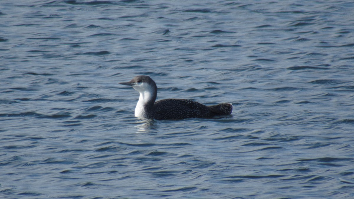 Red-throated Loon - ML199062551