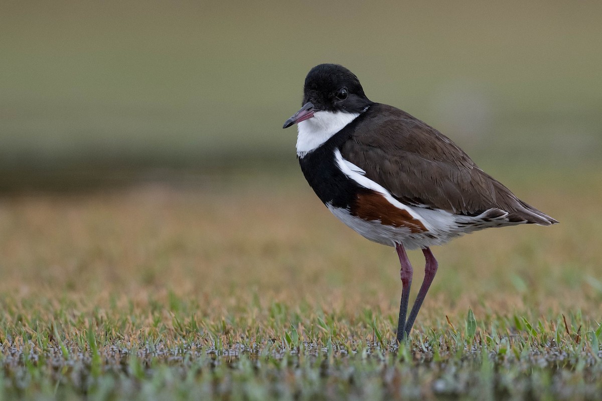 Red-kneed Dotterel - ML199065621