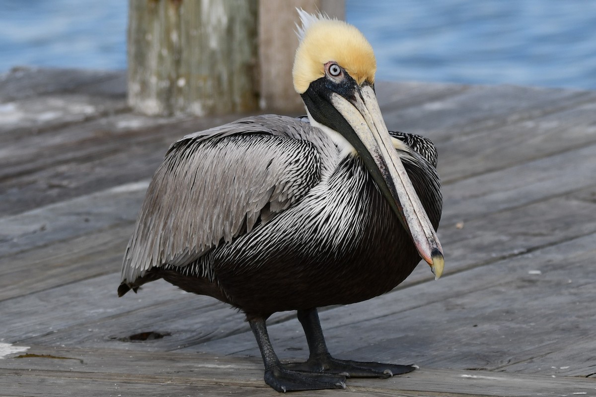 pelikán hnědý - ML199068961