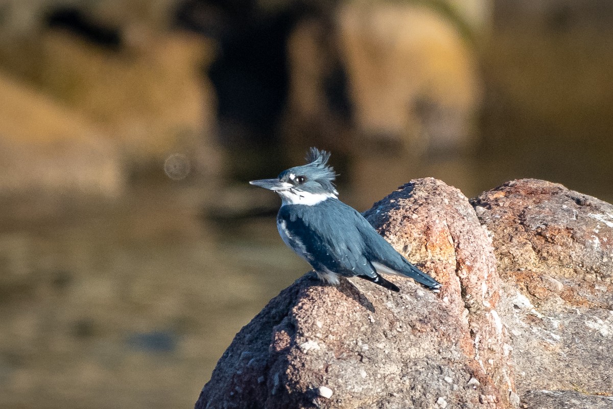 Belted Kingfisher - ML199072011