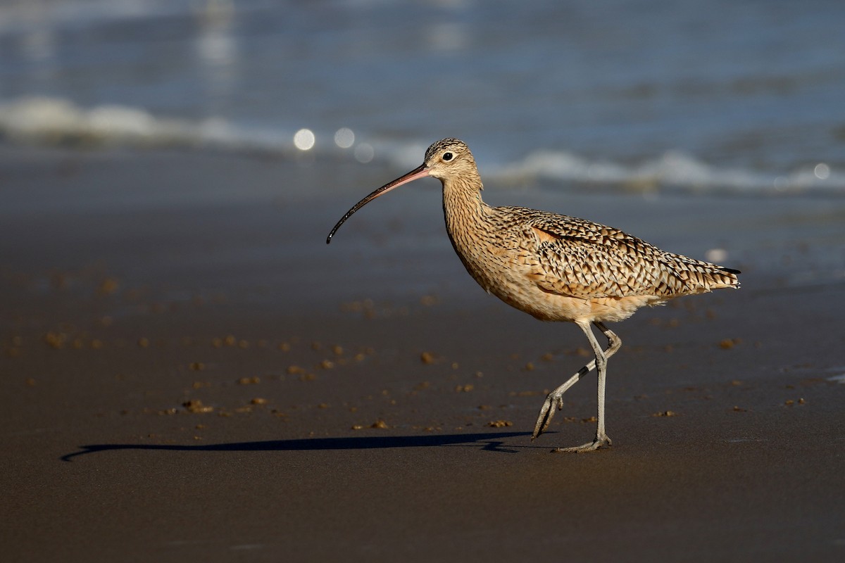 Long-billed Curlew - ML199072481