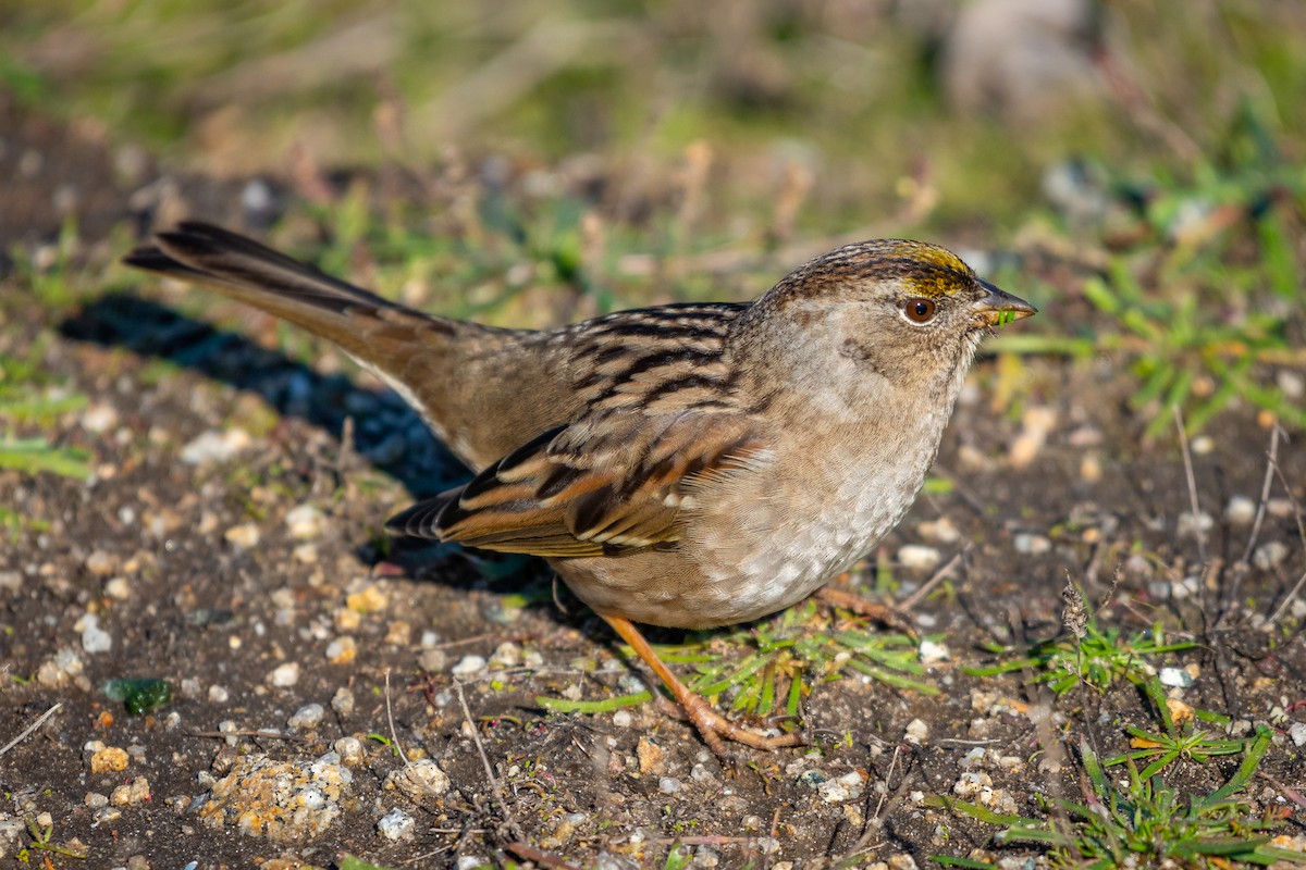 Golden-crowned Sparrow - ML199073561