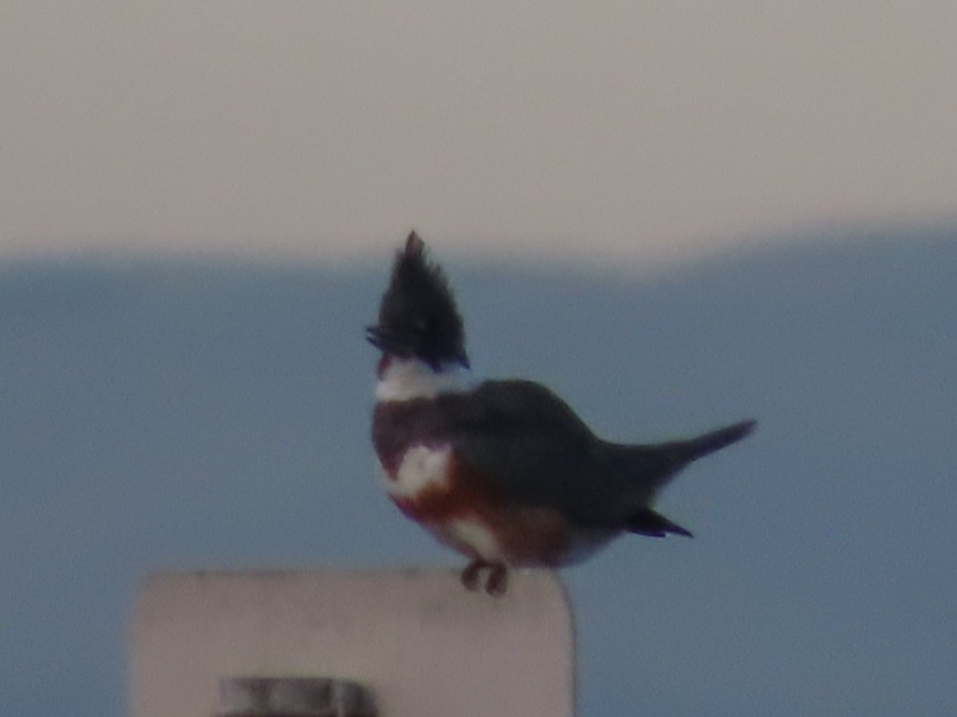 Belted Kingfisher - ML199074131