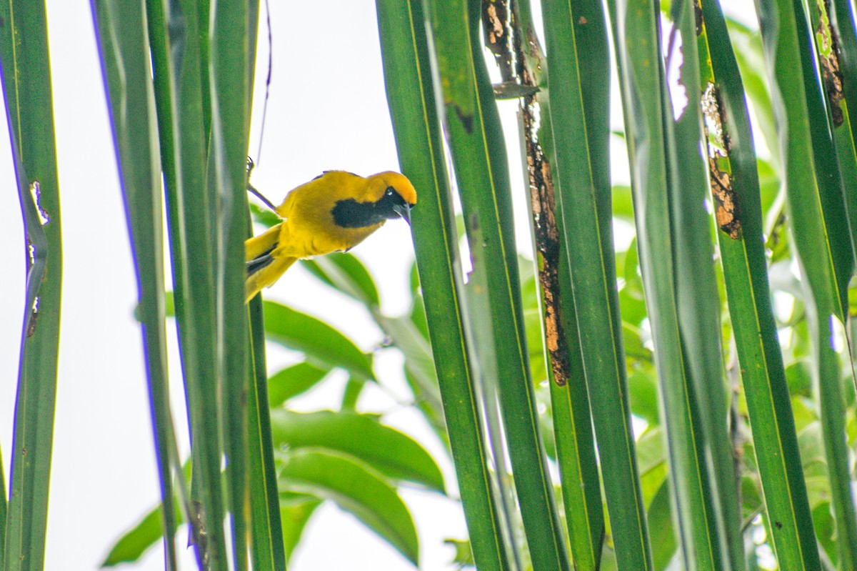 Yellow-tailed Oriole - ML199082491