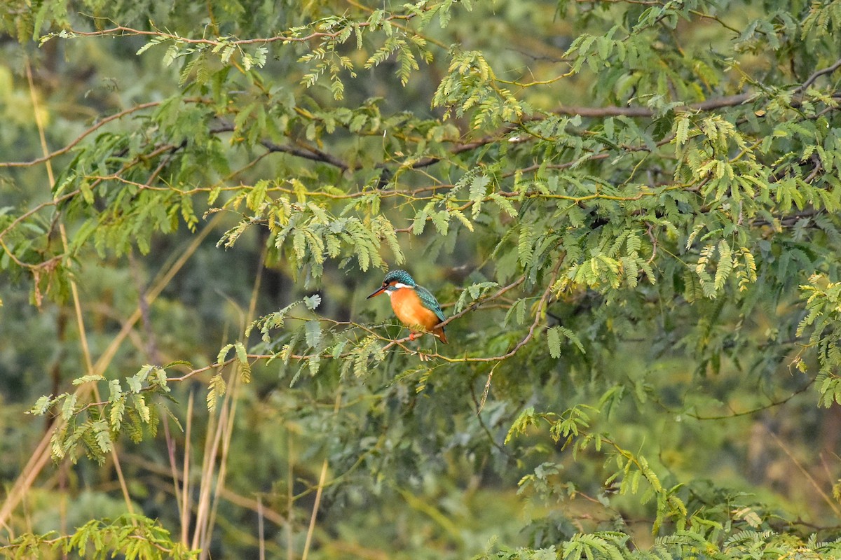 Common Kingfisher - Sumit Das