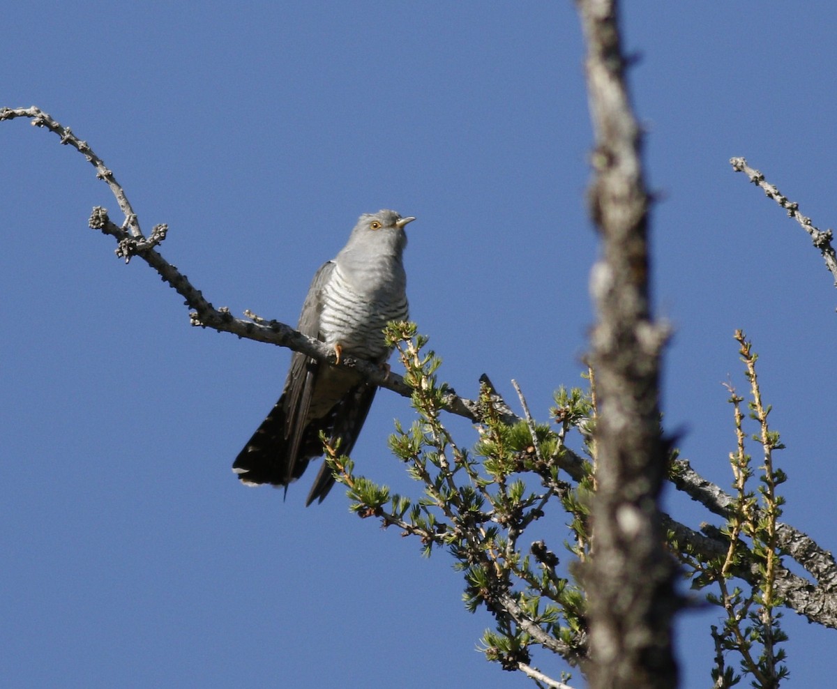 Common Cuckoo - ML199086101