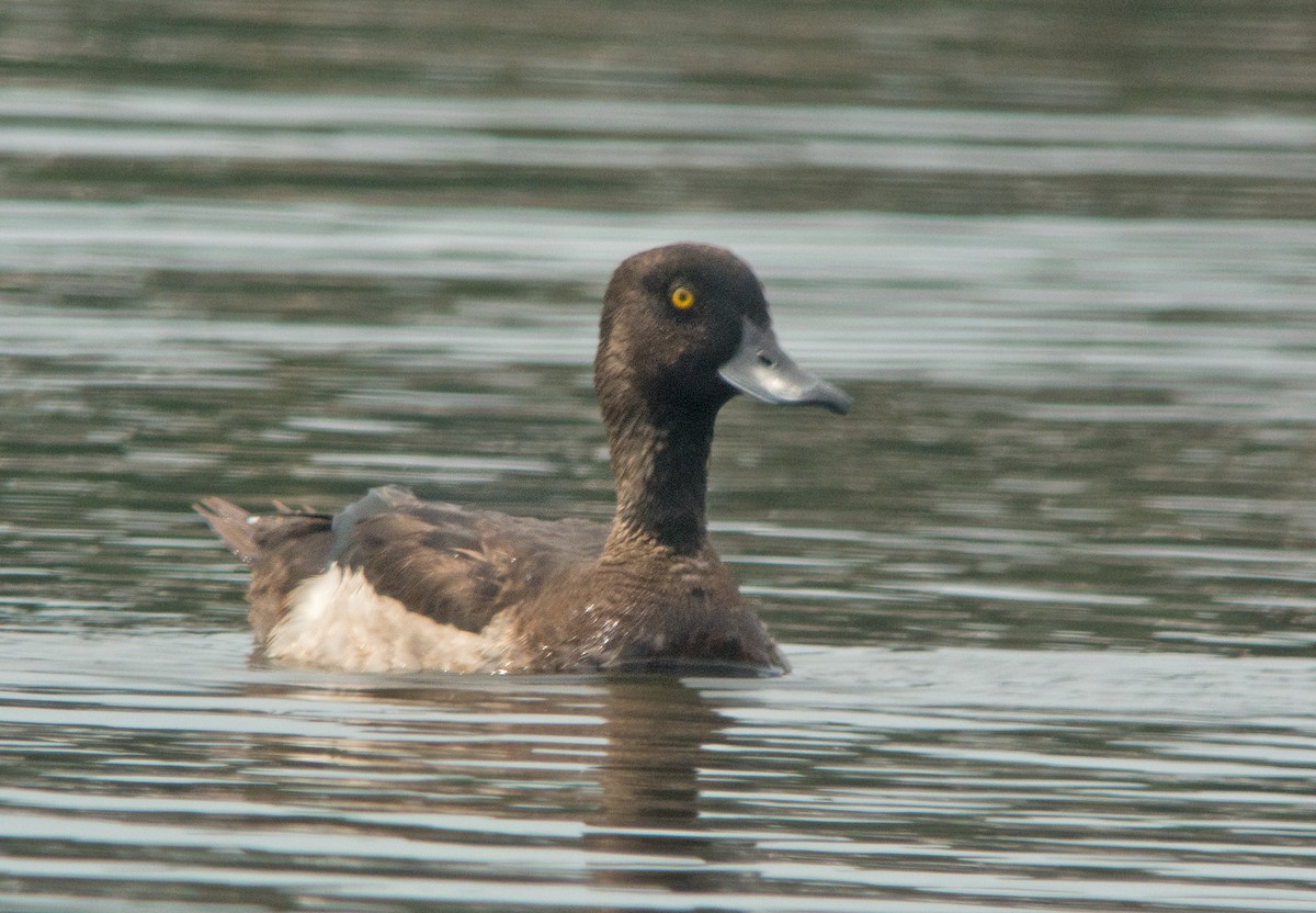 Tufted Duck - Dave Bakewell