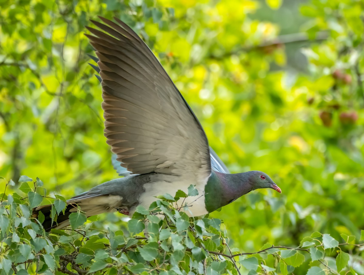 New Zealand Pigeon - ML199090121