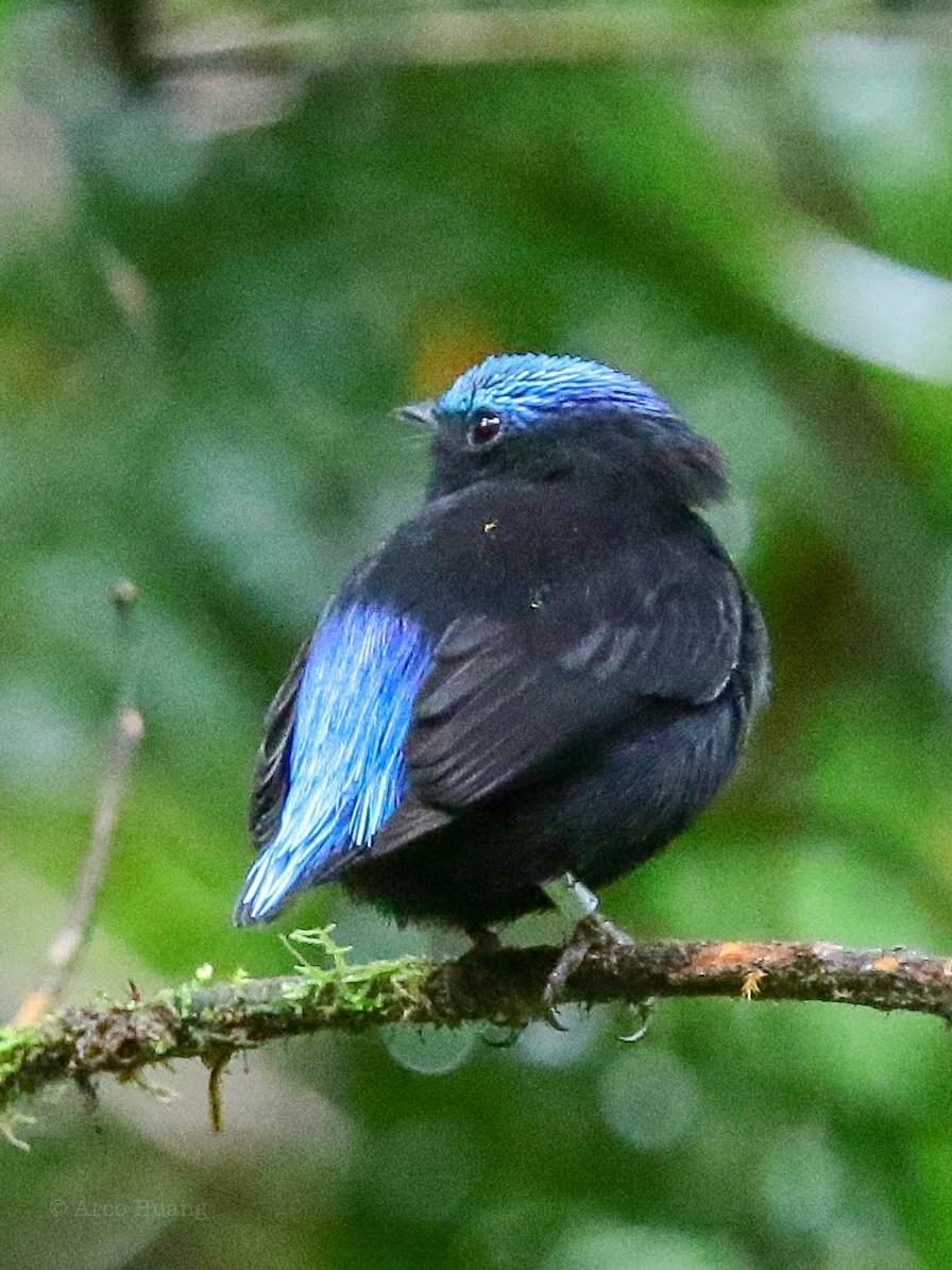 Cerulean-capped Manakin - Anonymous