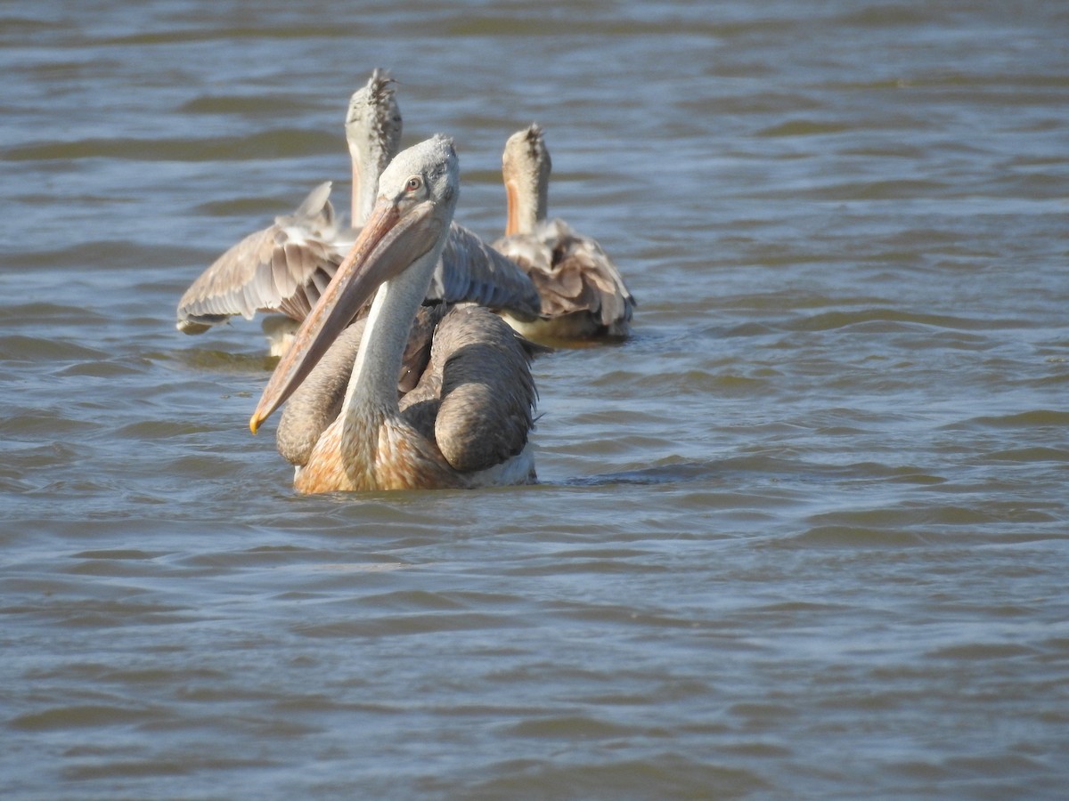pelikán skvrnozobý - ML199094691
