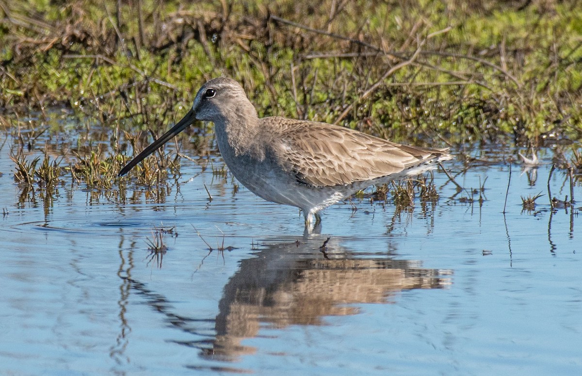 Long-billed Dowitcher - ML199095771