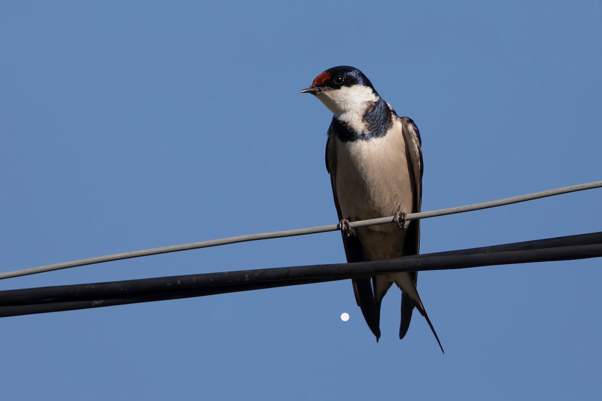 White-throated Swallow - Marco Valentini