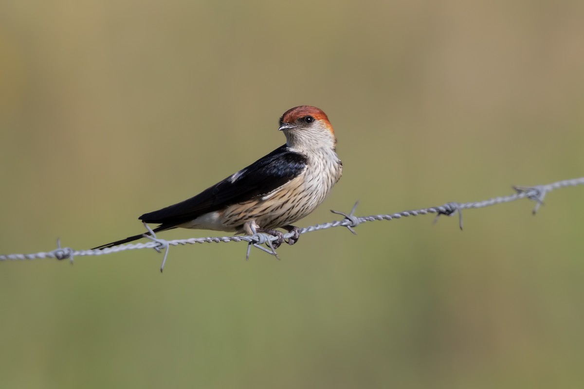 Greater Striped Swallow - ML199095991