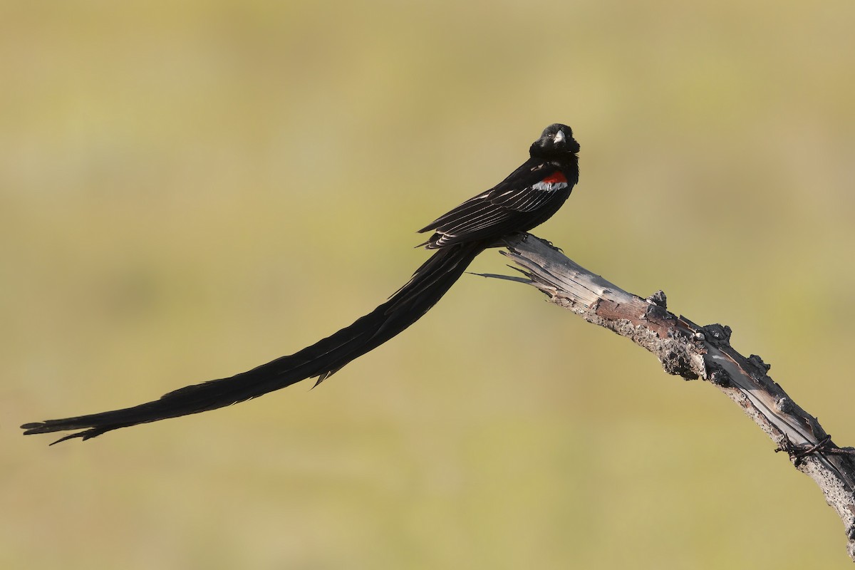 Long-tailed Widowbird - ML199096141
