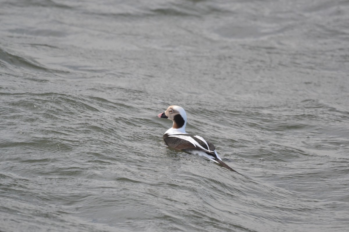 Long-tailed Duck - Peter Paul